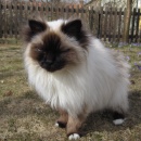 katt