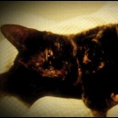 sallie