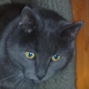 catharina